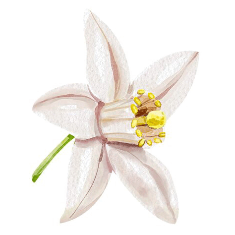 Huile Essentielle Suisse-citron-gingembre-fleur-citron-1