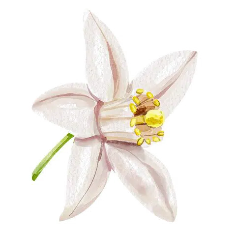 Huile Essentielle Suisse-citron-gingembre-fleur-citron-1