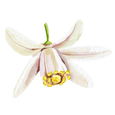 Huile Essentielle Suisse-citron-gingembre-fleur-citron-2
