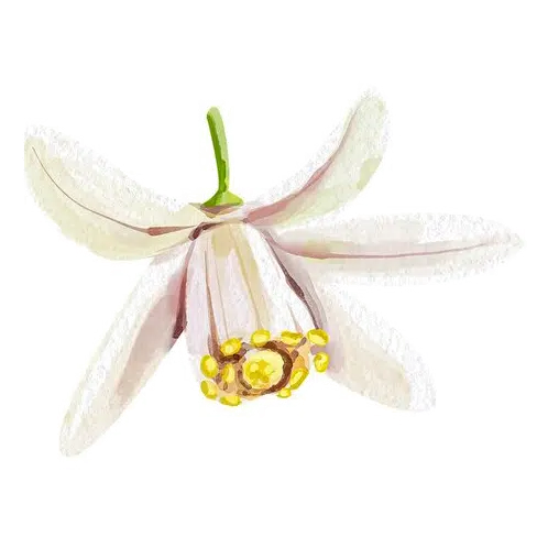 Huile Essentielle Suisse-citron-gingembre-fleur-citron-2